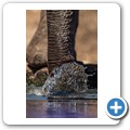 Umgede Hide - Elefant