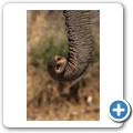 Umgede Hide - Elefant