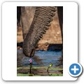 Umgede Hide - Elefant
