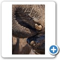 Umgede Hide - Elefant