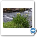 Sabie Falls