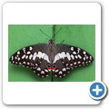 Butterfly Effect Garden