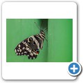 Butterfly Effect Garden
