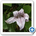 Butterfly Effect Garden