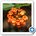 Butterfly Effect Garden