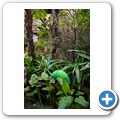 Butterfly Effect Garden