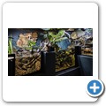 Butterfly Effect Garden