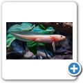 Butterfly Effect Garden - Axolotl