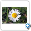 G&auml;nsebl&uuml;mchen