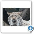 Luchs