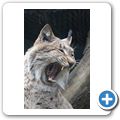 Luchs