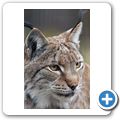 Luchs