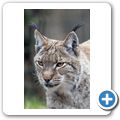 Luchs