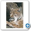 Luchs