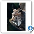 Luchs