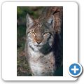 Luchs