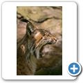 Luchs