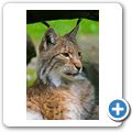Luchs