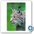 Luchs