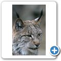Luchs