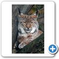 Luchs