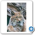 Luchs
