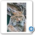 Luchs
