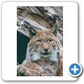 Luchs