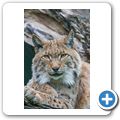 Luchs