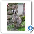 Waschb&auml;r