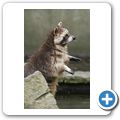 Waschb&auml;r