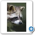 Waschb&auml;r