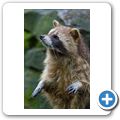 Waschb&auml;r