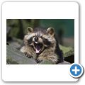 Waschb&auml;r