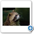 Waschb&auml;r