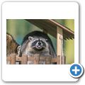 Waschb&auml;r