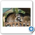 Waschb&auml;r