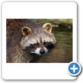 Waschb&auml;r