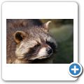 Waschb&auml;r