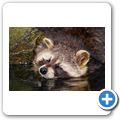 Waschb&auml;r