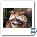 Waschb&auml;r