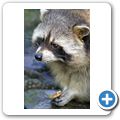 Waschb&auml;r