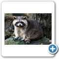 Waschb&auml;r