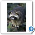 Waschb&auml;r