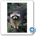 Waschb&auml;r