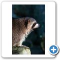 Waschb&auml;r