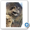 Waschb&auml;r