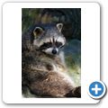Waschb&auml;r