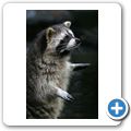 Waschb&auml;r