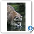 Waschb&auml;r